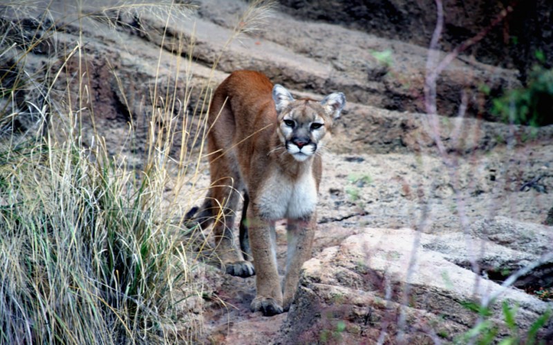 Mountain Lions Attack Dogs and Other Domestic Animals