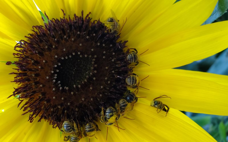 Libro El Zumbido De Las Abejas