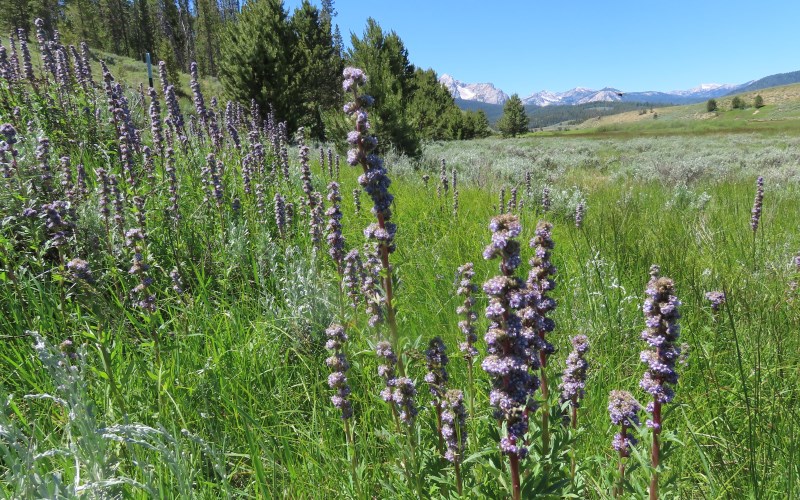 Idaho Centennial Trail Stories on Tap