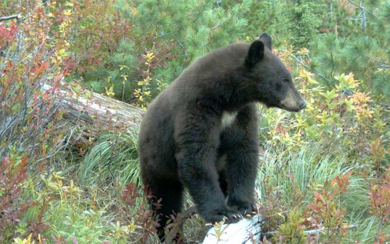 Black Bears Find Easy Pickings in Greenhorn