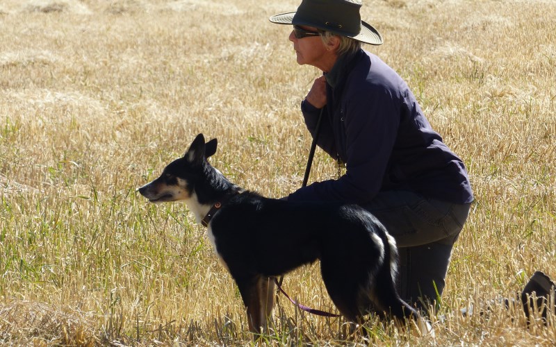 Sheepdog fashion story